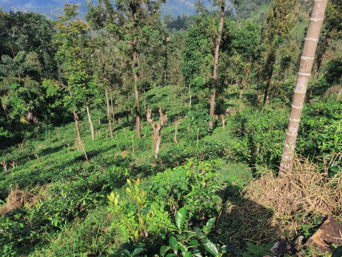Rohana Estate Lodging & Camping Kandy Ngoại thất bức ảnh
