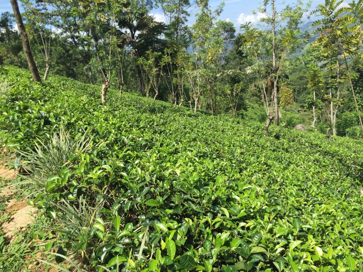 Rohana Estate Lodging & Camping Kandy Ngoại thất bức ảnh