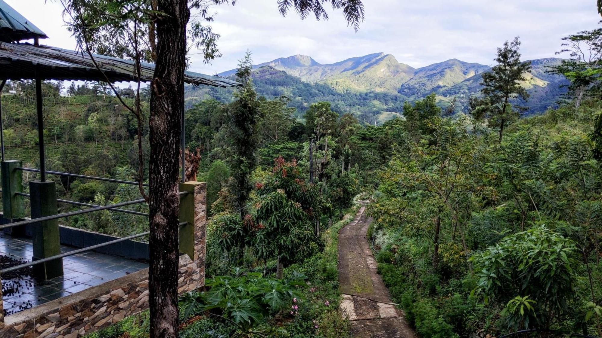 Rohana Estate Lodging & Camping Kandy Ngoại thất bức ảnh